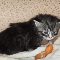 Chatons maine coon loof à réserver