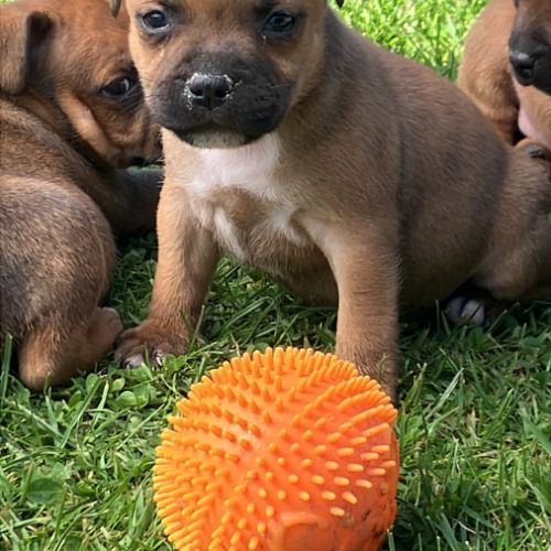 Chiots staffie lof #1