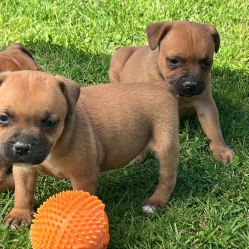 Chiots staffie lof #0
