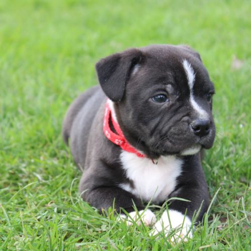 Chiots staffie lof à réserver #1