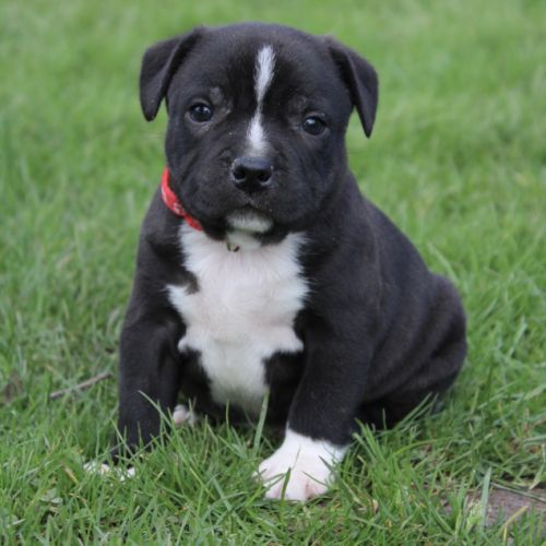 Chiots staffie lof à réserver #2