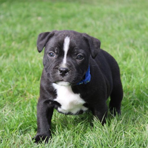 Chiots staffie lof à réserver #4