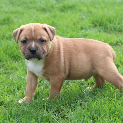 Chiots staffie lof à réserver #6