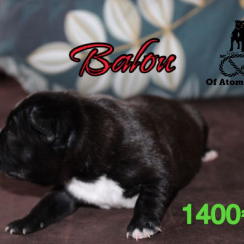 Chiots staffie lof à réserver #1