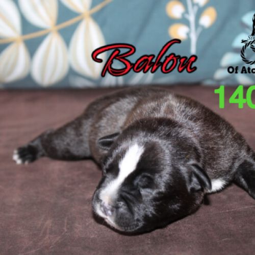 Chiots staffie lof à réserver #2