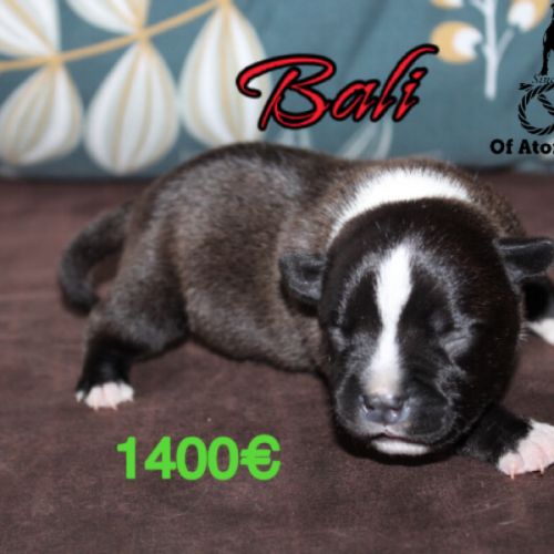 Chiots staffie lof à réserver #3