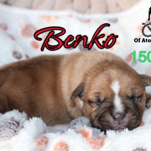 Chiots staffie lof à réserver #0