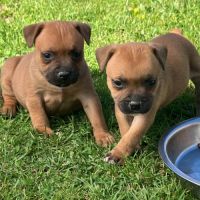 Chiots staffie lof #2