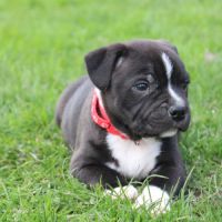 Chiots staffie lof à réserver #1