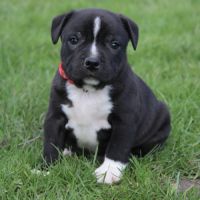 Chiots staffie lof à réserver #2