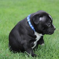 Chiots staffie lof à réserver #3