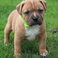Chiots staffie lof à réserver