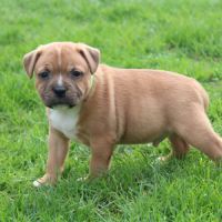 Chiots staffie lof à réserver #6