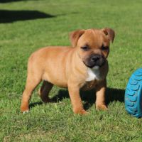 Chiots staffie lof