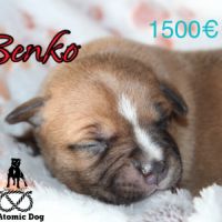 Chiots staffie lof à réserver #5