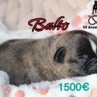 Chiots staffie lof à réserver #6