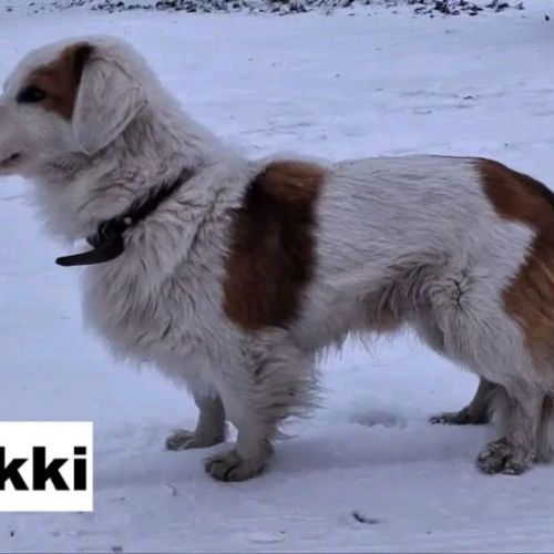 Yukki se trouve dans un refuge en ukraine #2