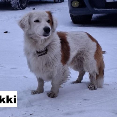 Yukki se trouve dans un refuge en ukraine #3