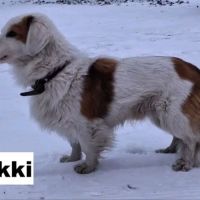 Yukki se trouve dans un refuge en ukraine #2