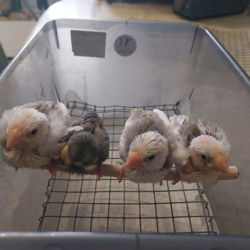 Bébés paddas apprivoisés, eam