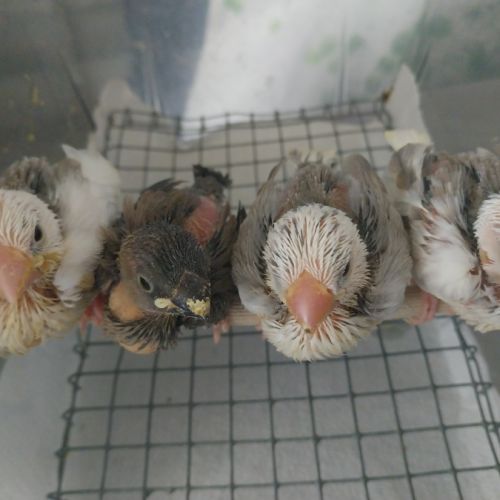 Bébés paddas apprivoisés, eam #3