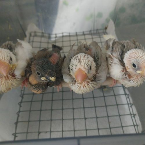 Bébés paddas apprivoisés, eam #4