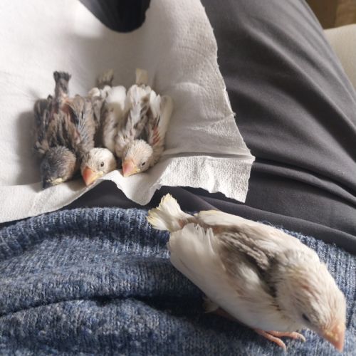 Bébés paddas apprivoisés, eam #5