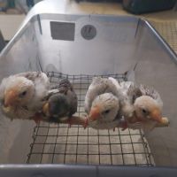 Bébés paddas apprivoisés, eam #0