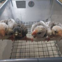 Bébés paddas apprivoisés, eam #2