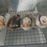 Bébés paddas apprivoisés, eam #4