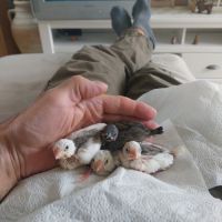 Bébés paddas apprivoisés, eam #6