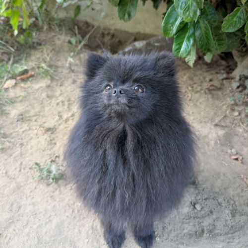 Chiots spitz nain #1