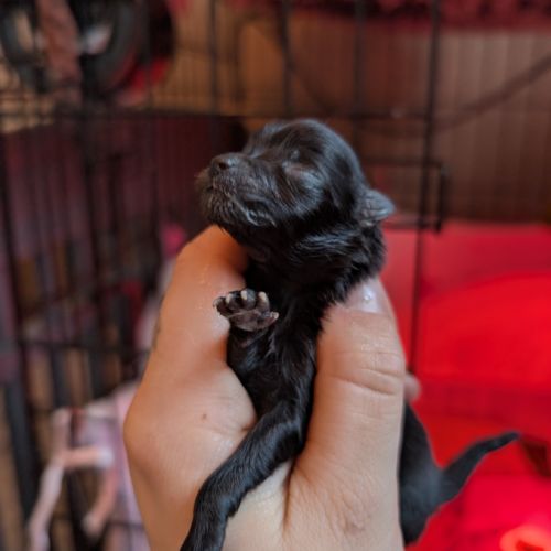 Chiots spitz nain #3