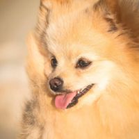 Chiots spitz nain #2