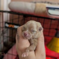 Chiots spitz nain #5