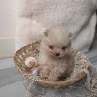 Chiots spitz nain #4