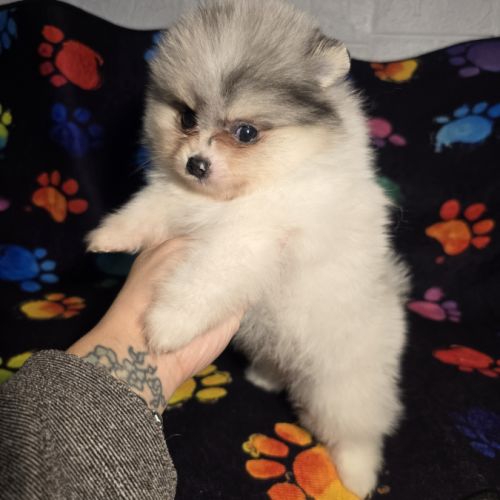 Spitz allemand taille petit