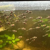 Poisson ancistrus #2