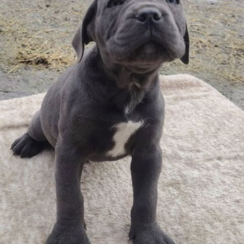 Cane corso lof #2