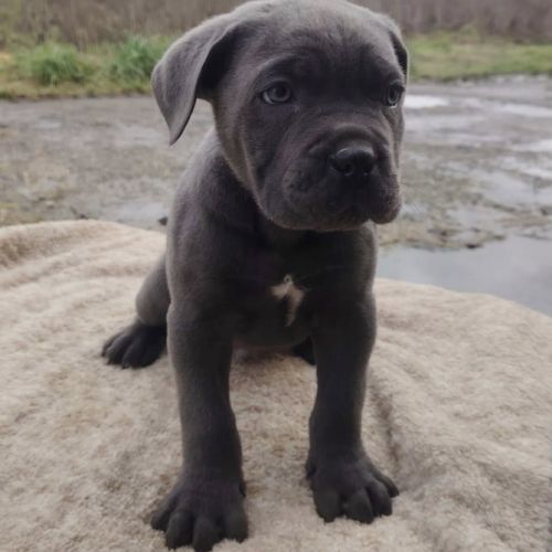 Cane corso lof #4