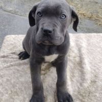 Cane corso lof
