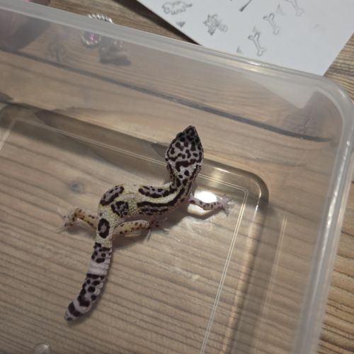 🦎 gecko léopard juvénile #1