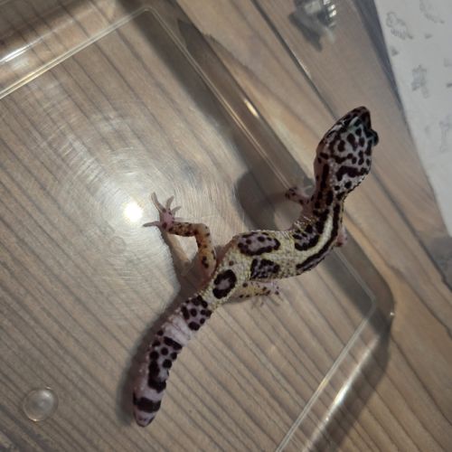 🦎 gecko léopard juvénile #2