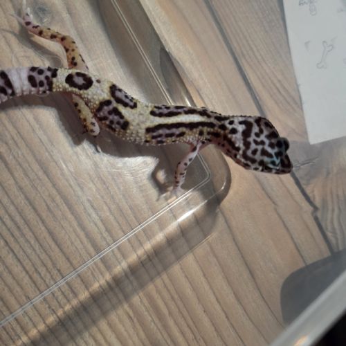 🦎 gecko léopard juvénile #3