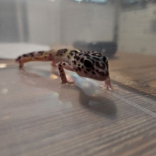 🦎 gecko léopard juvénile