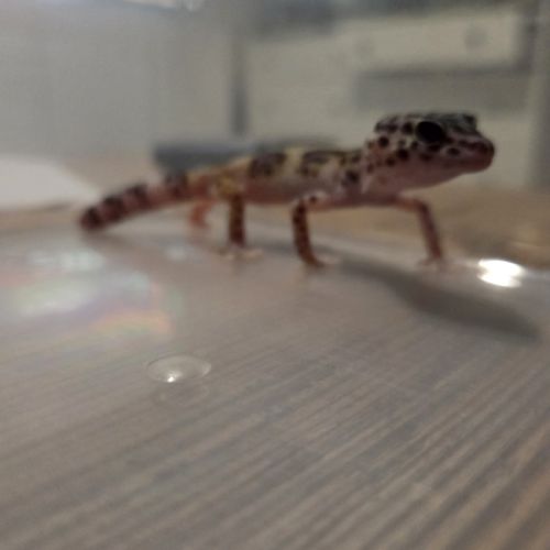 🦎 gecko léopard juvénile #6