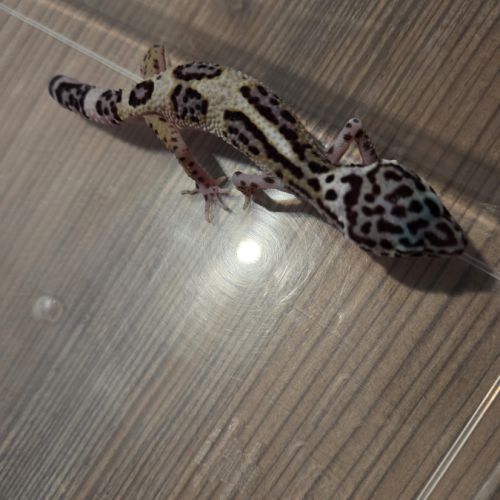 🦎 gecko léopard juvénile #7