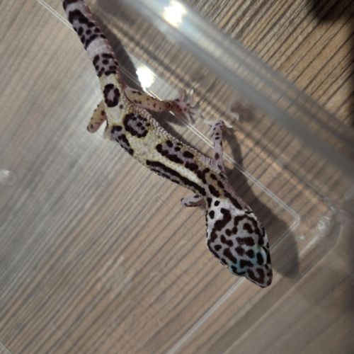 🦎 gecko léopard juvénile #8
