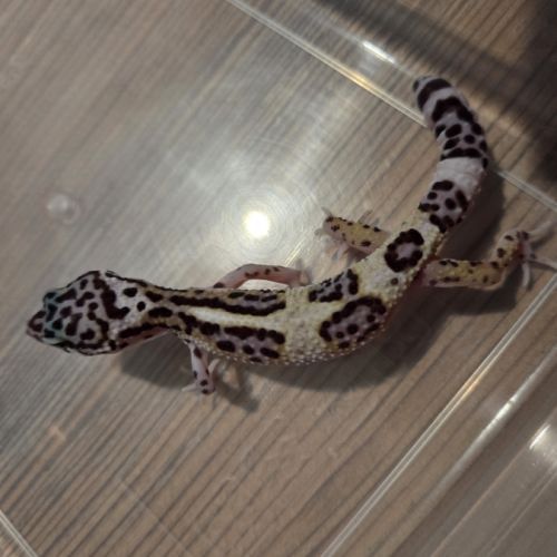 🦎 gecko léopard juvénile #10
