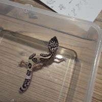 🦎 gecko léopard juvénile #1